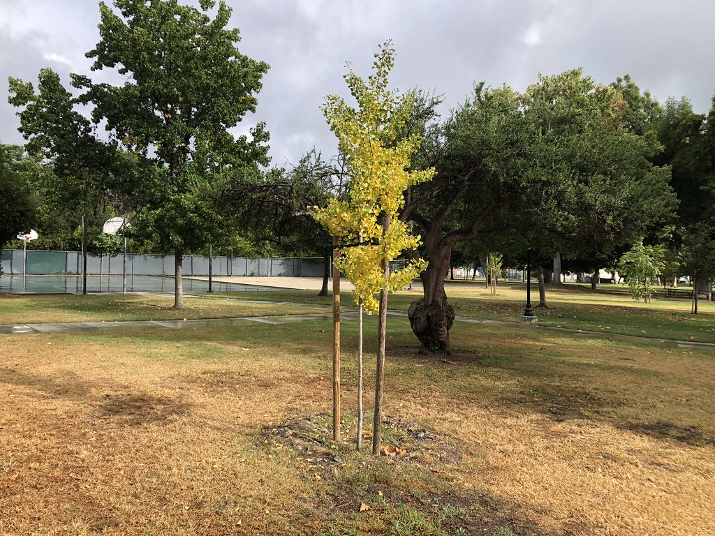 Ginkgo Tree Turning Colors